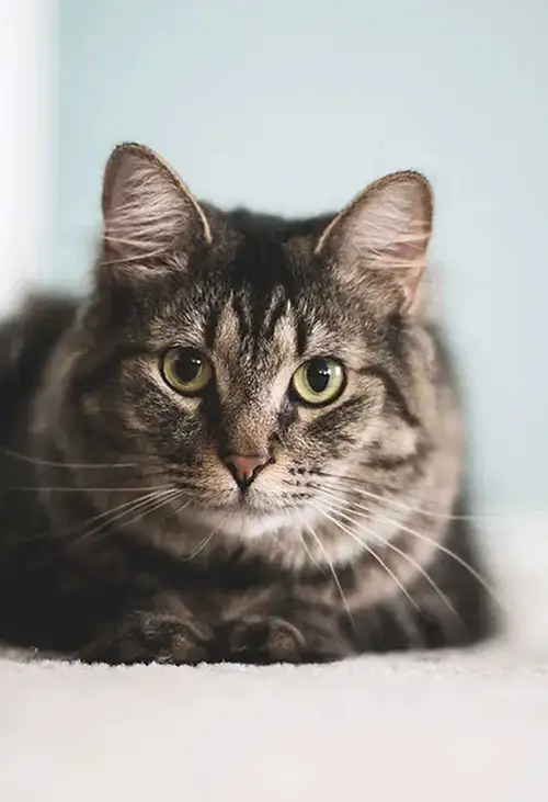 Cat Veterinary Care