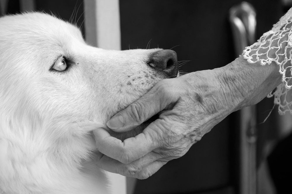 Early Care and Planning for Your Aging Pet