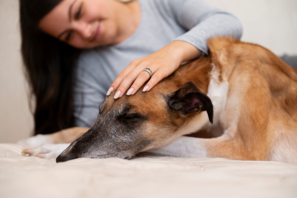 In-Home Pain Management for Pets