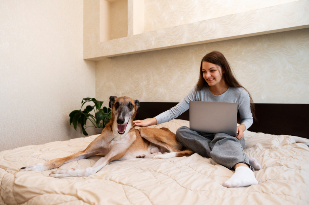 Keeping Your Senior Pet Safe During July 4 Celebrations