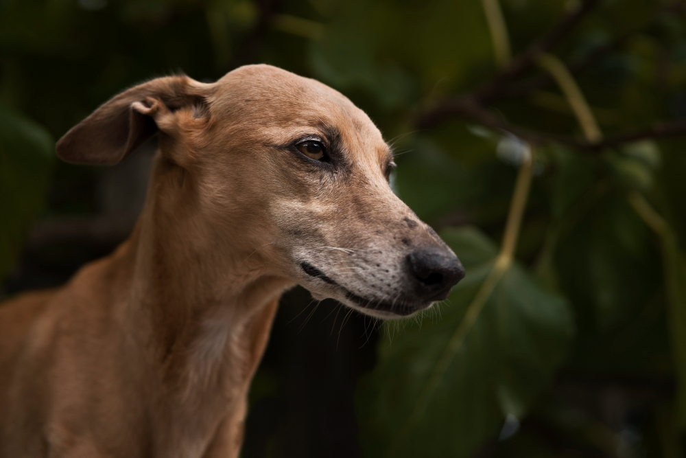 Understanding Weight Change in Senior Dogs