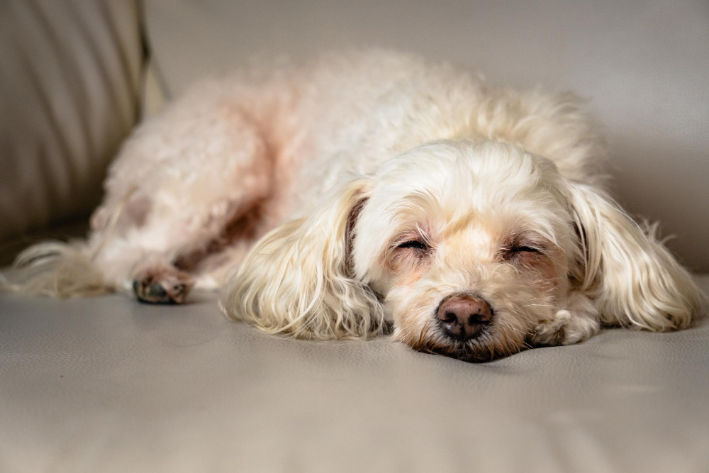 Understanding When It's Time to Say Goodbye to Your Older Dog