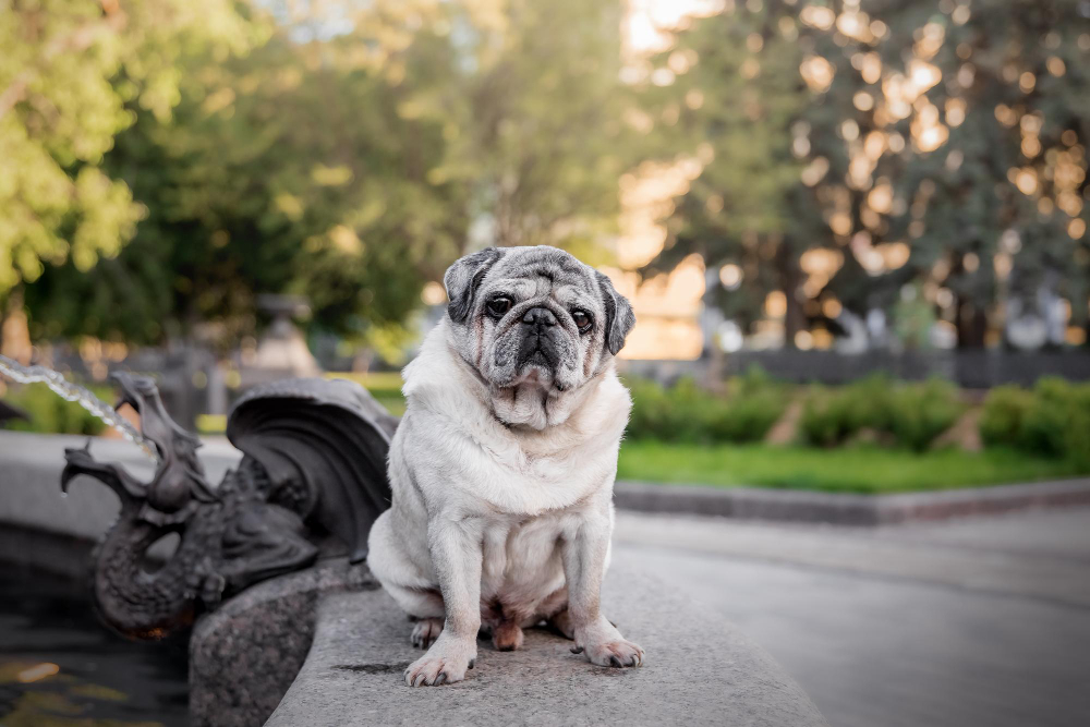 Health in Older Dogs: What You Need to Know and Consider