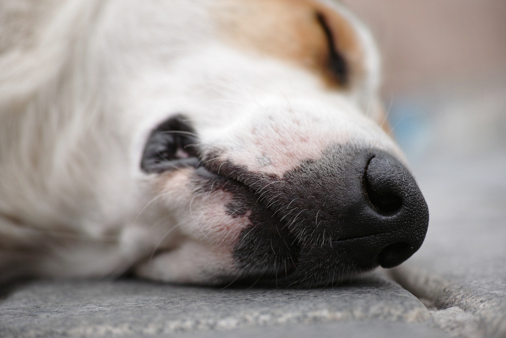Understanding the Process of In-Home Pet Euthanasia