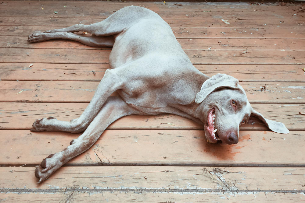 Understanding Canine Idiopathic Vestibular Syndrome
