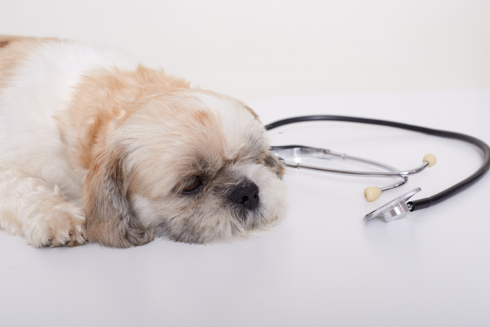 Subtle Signs It's Time to Say Goodbye to Your Senior Pet