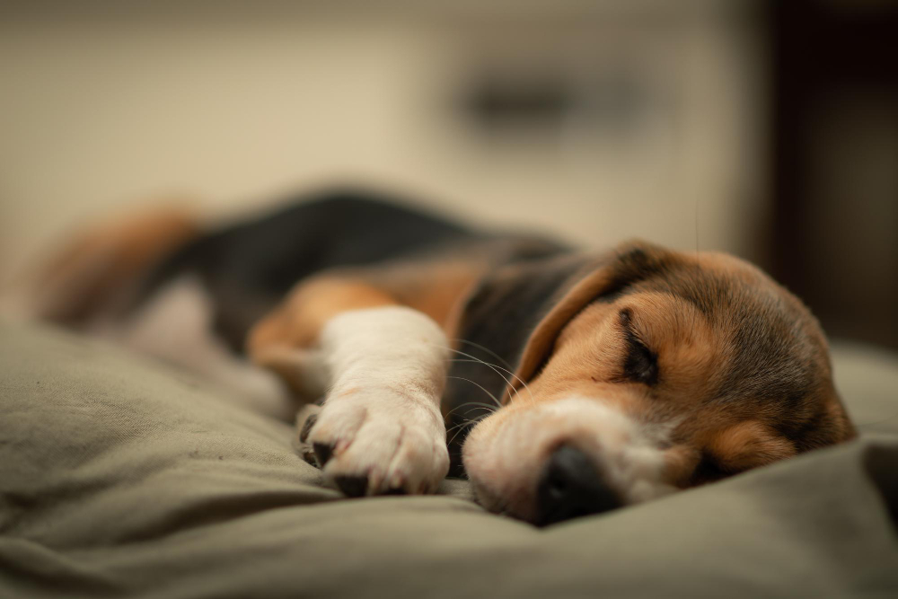 Creating a Peaceful Final Day: A Guide to Comforting Your Pet