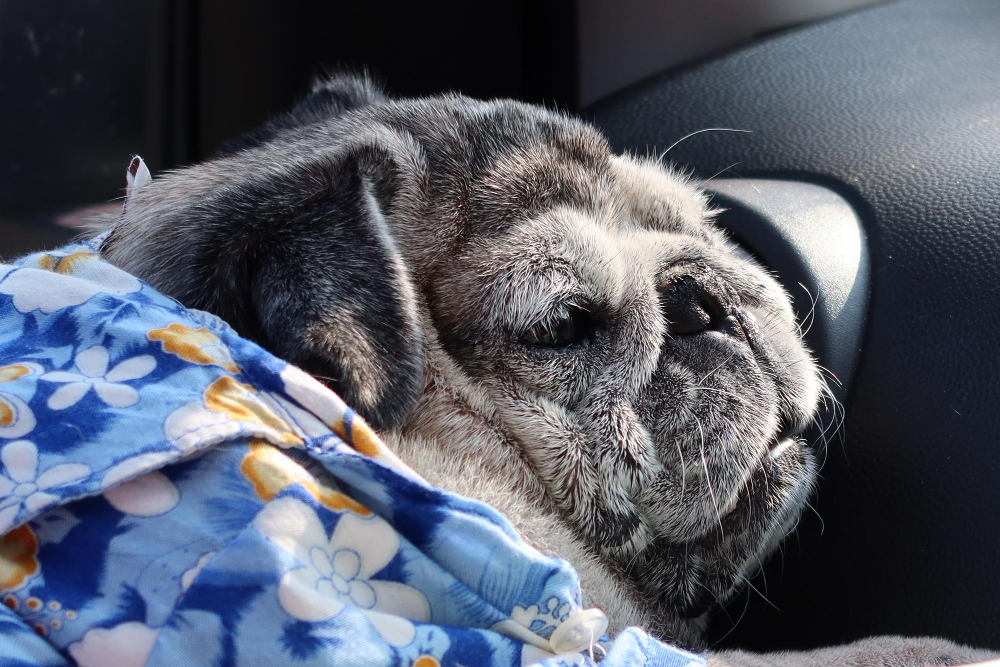 What Happens After In-Home Pet Euthanasia?
