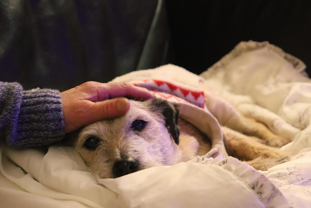 Emotional Considerations When Opting for In-Home Euthanasia