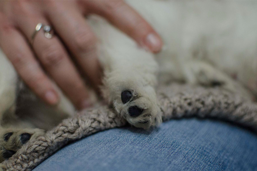 A Guide to In-Home Pet Euthanasia