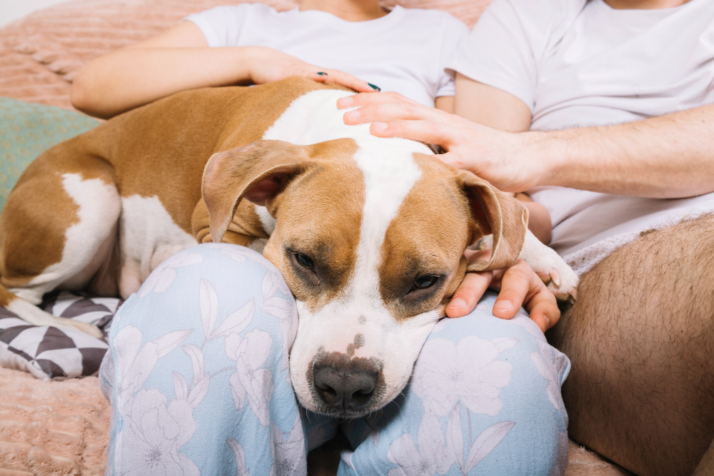 Saying Goodbye: A Guide to In-Home Pet Euthanasia