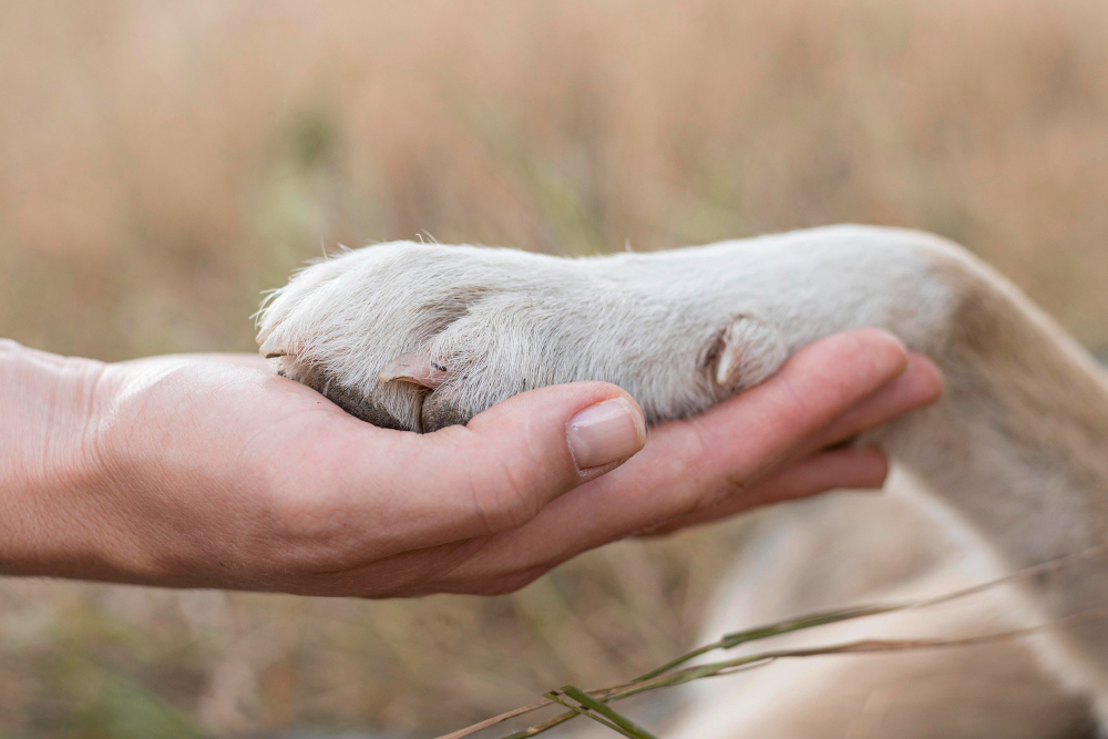 When to Say Goodbye: A Guide for Dog Parents