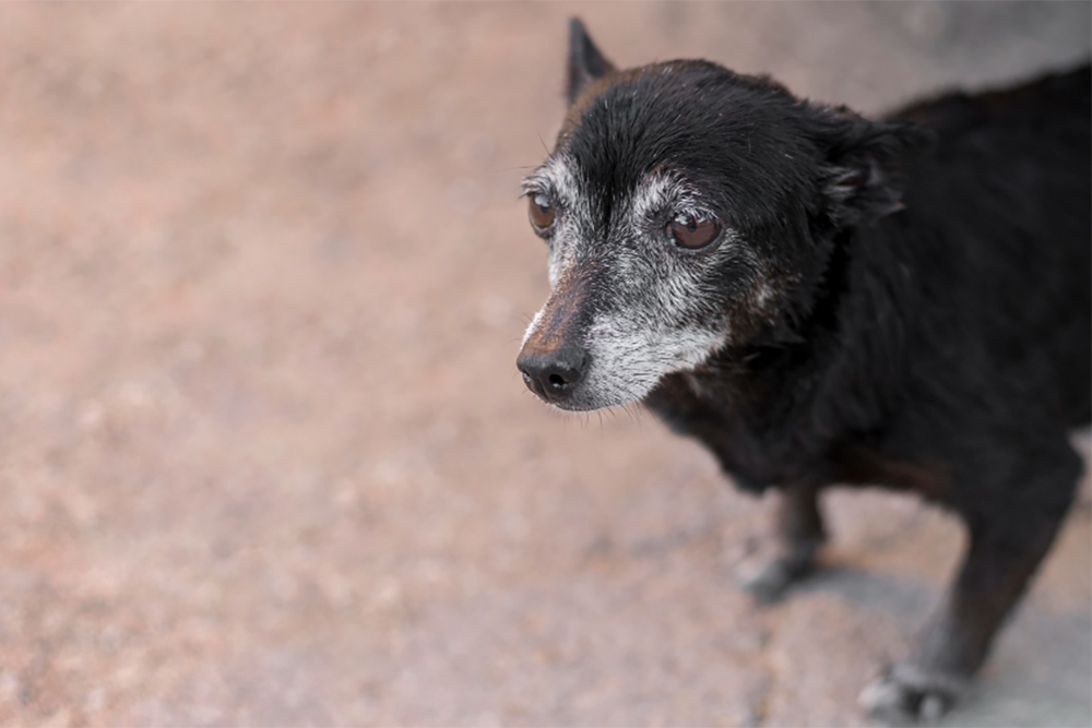 Balancing Animal Well-Being and Euthanasia Decisions