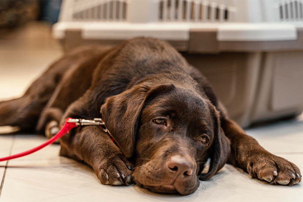 7 Signs Your Pet May Be Suffering & When to Seek Help