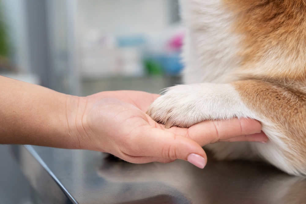 Understanding the Pet Euthanasia Process: What Every Pet Owner Should Know