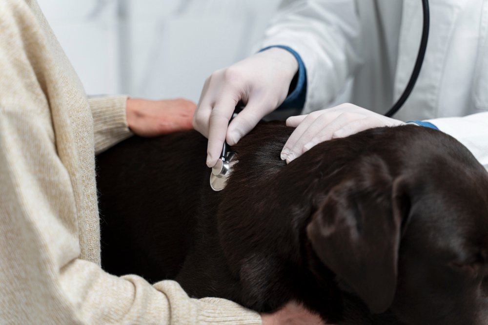 Saying Goodbye with Family: Managing Other Pets During Euthanasia