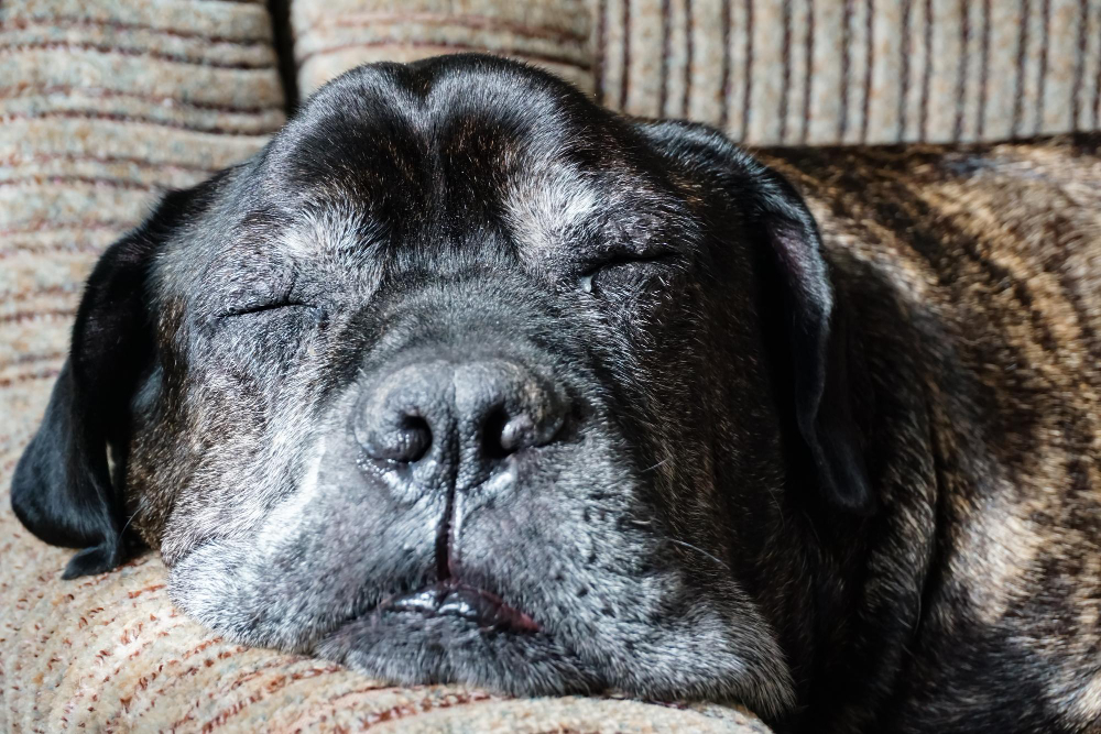 Understanding the Quality of Life Scale for Your Pet