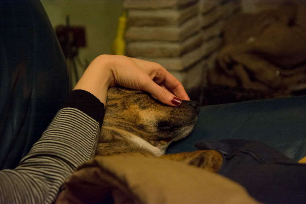 Saying Goodbye: In-Home Euthanasia for Senior and Ill Pets