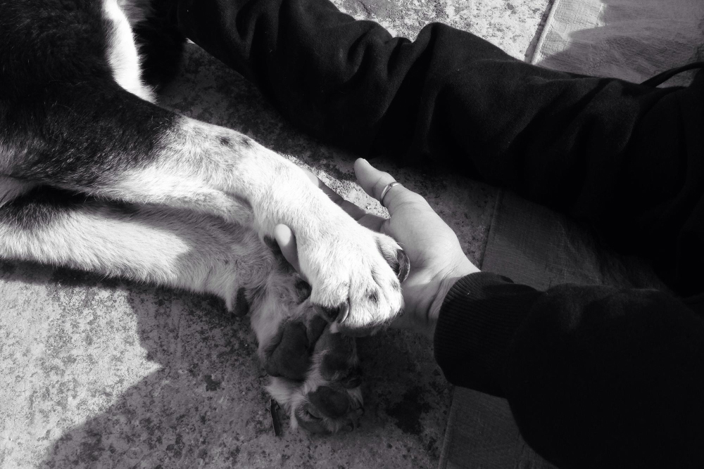 When Hearts Break: Finding Support After Pet Loss