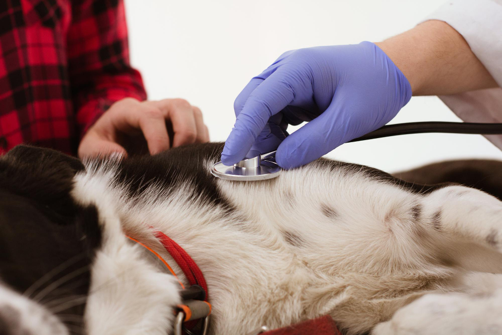 Addressing Common Concerns About In-Home Euthanasia