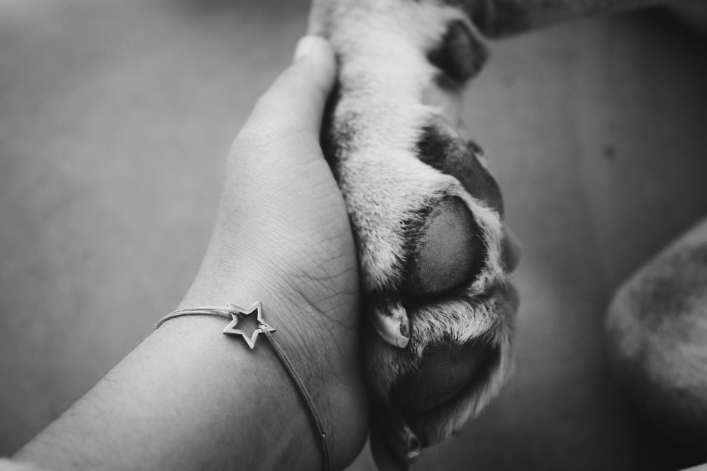 Preserving Memories: A Guide to Pet Keepsakes