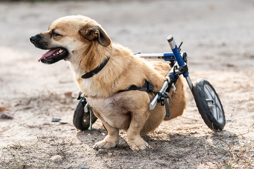 How to Assess Quality of Life for a Paralyzed Pet