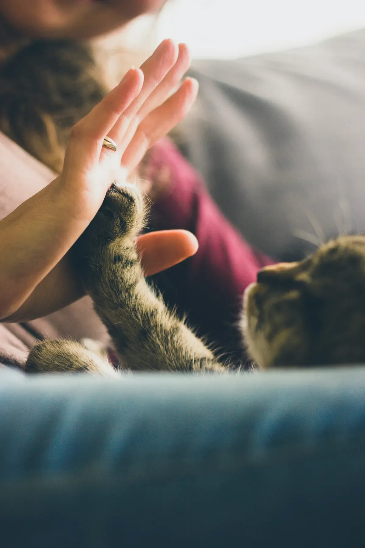 Rover Veterinary Care