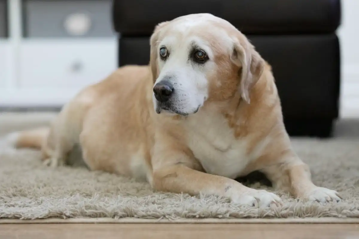 Rover Veterinary Care