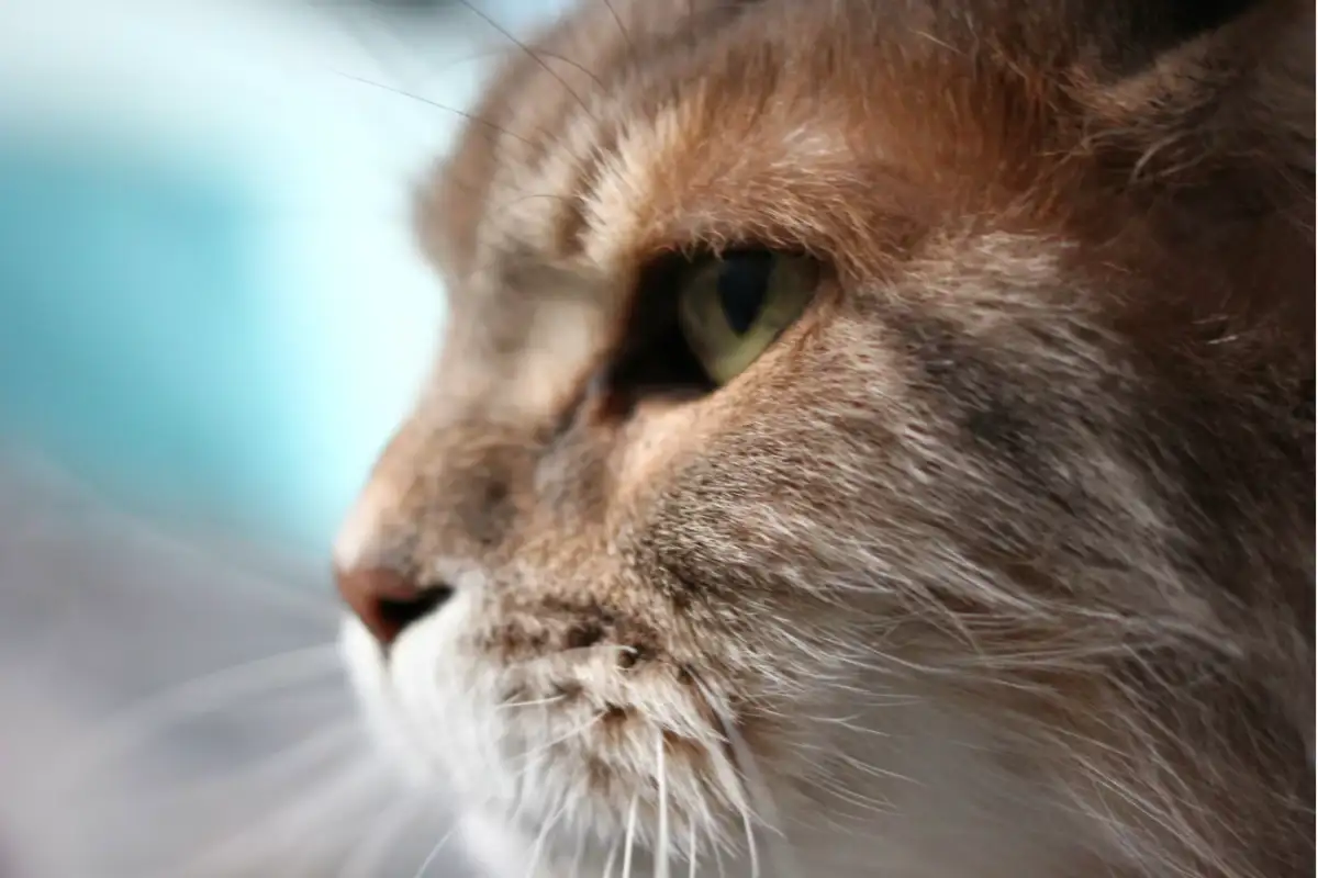 Rover Veterinary Care