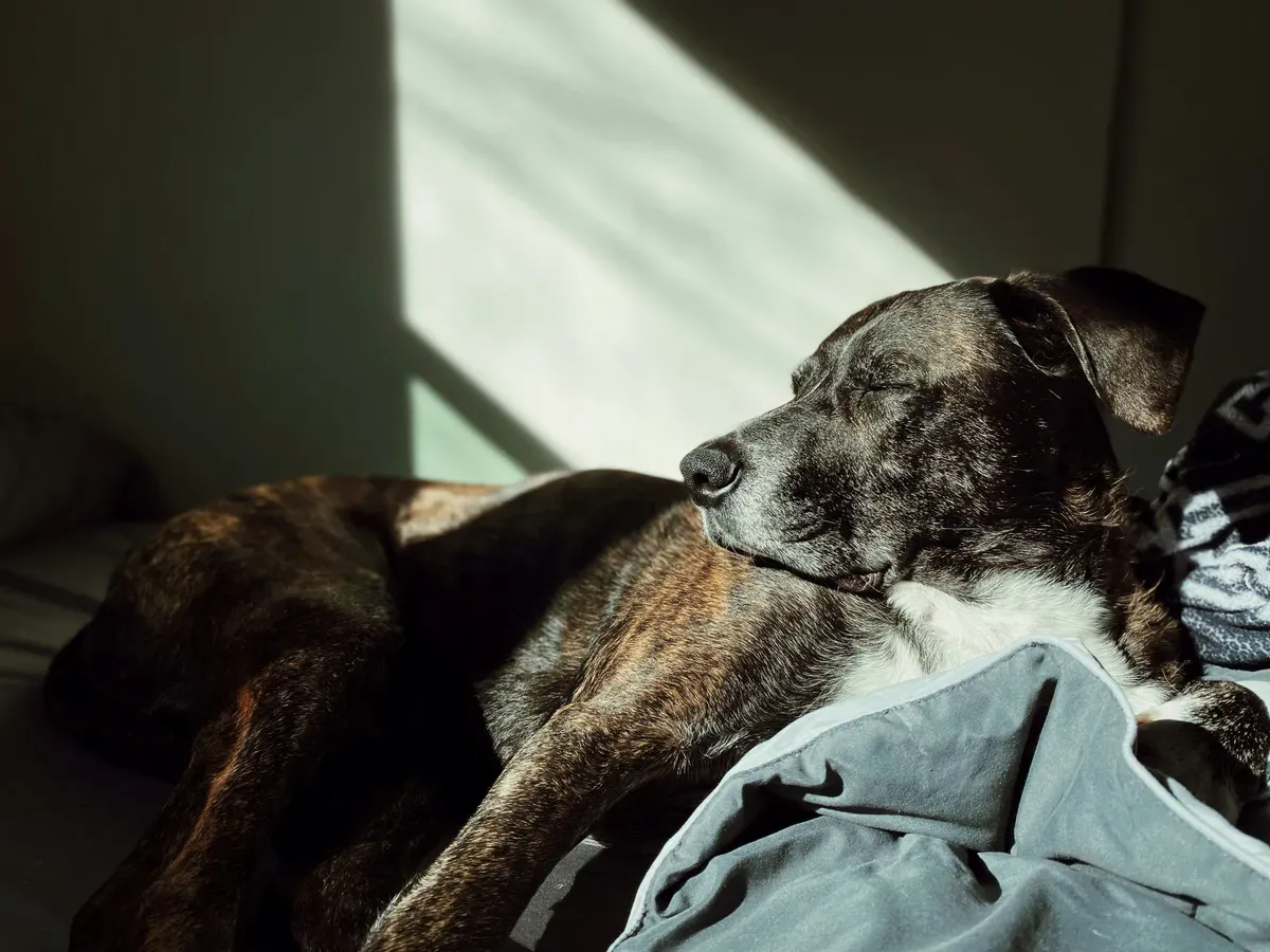 Rover Veterinary Care