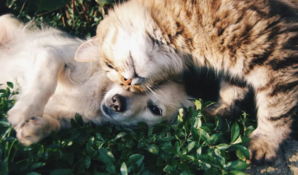 Rover Veterinary Care