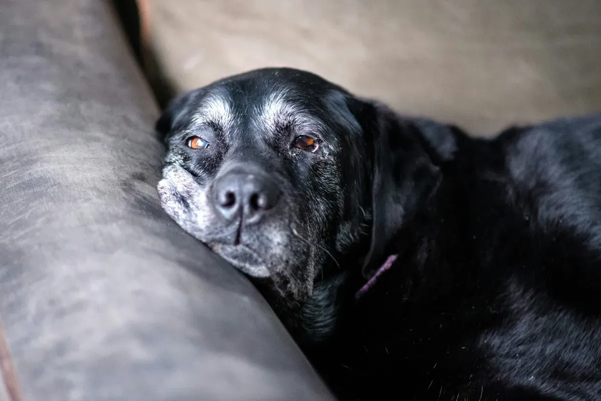 Rover Veterinary Care