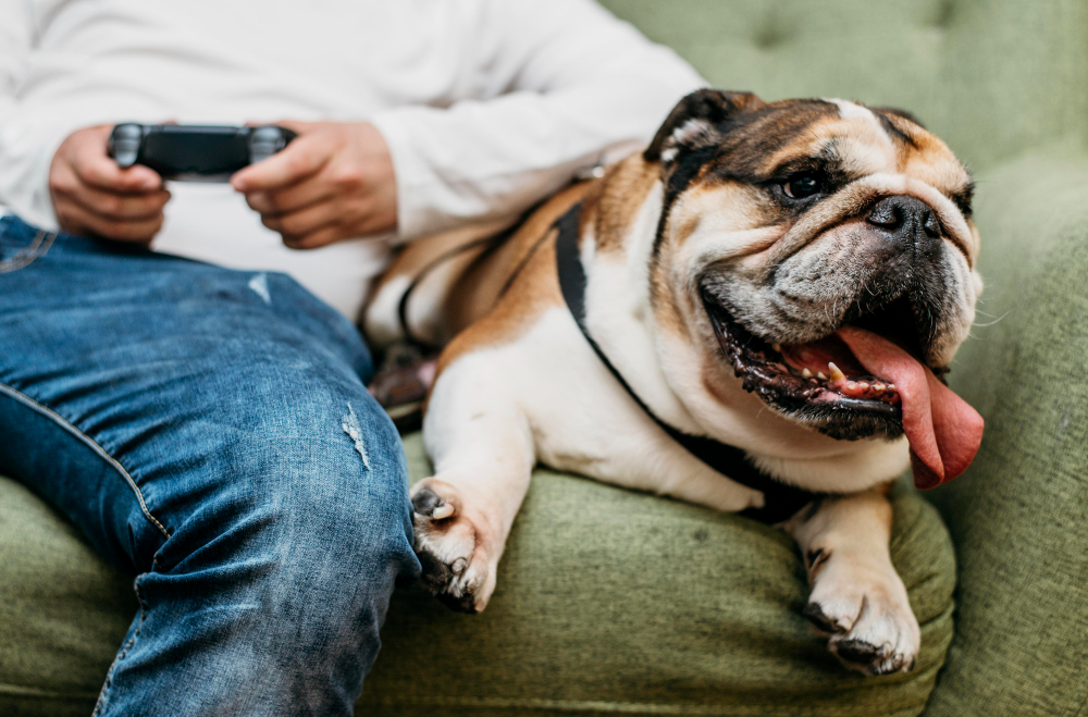 Understanding Obesity in Pets