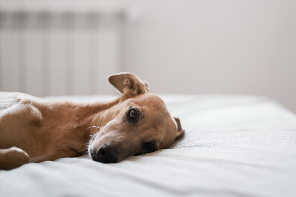 Understanding and Navigating In-Home Pet Euthanasia