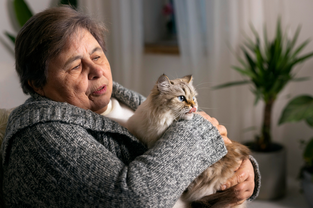Ensuring Comfort at Home: Caring for Your Senior Cat