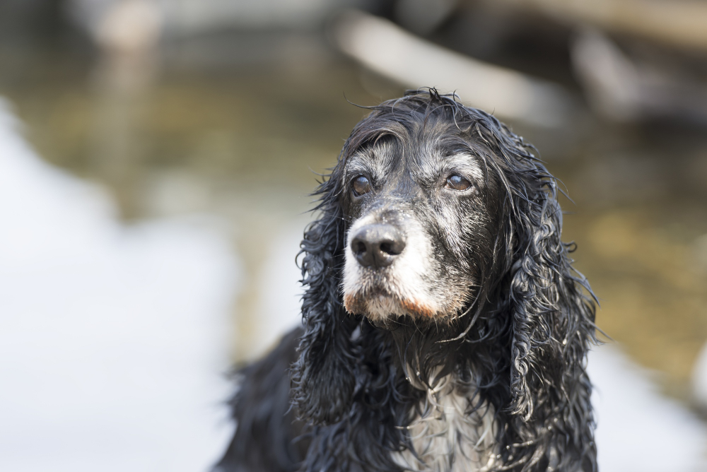 Managing Joint Pain in Dogs