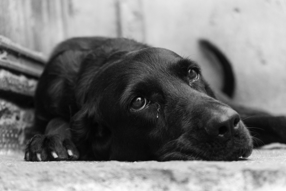 Steps to Take When Your Pet Dies at Home