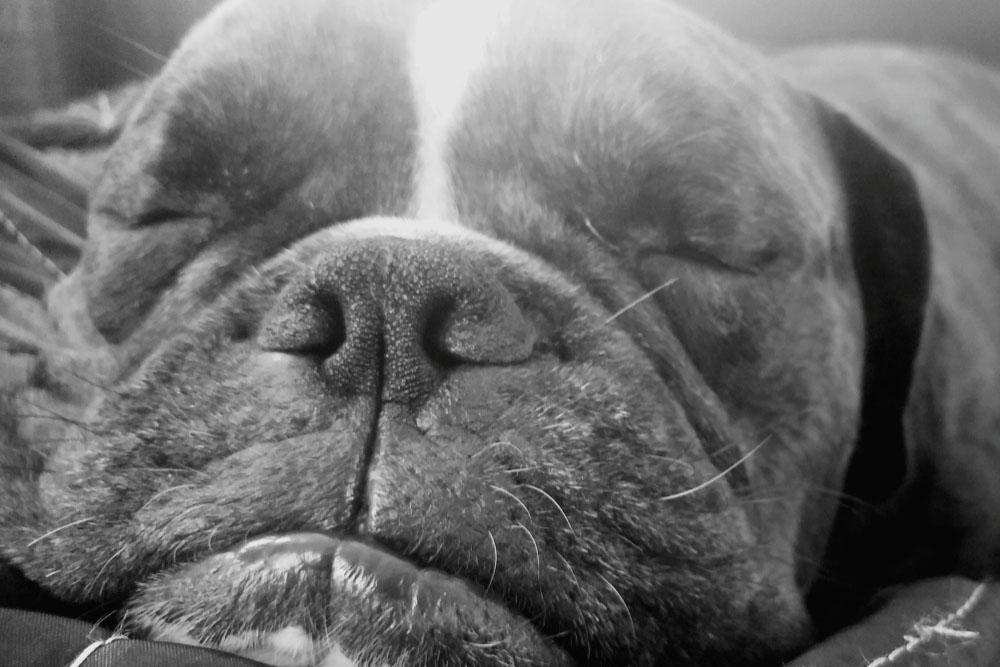 Navigating End-of-Life Decisions with Rover Veterinary Care