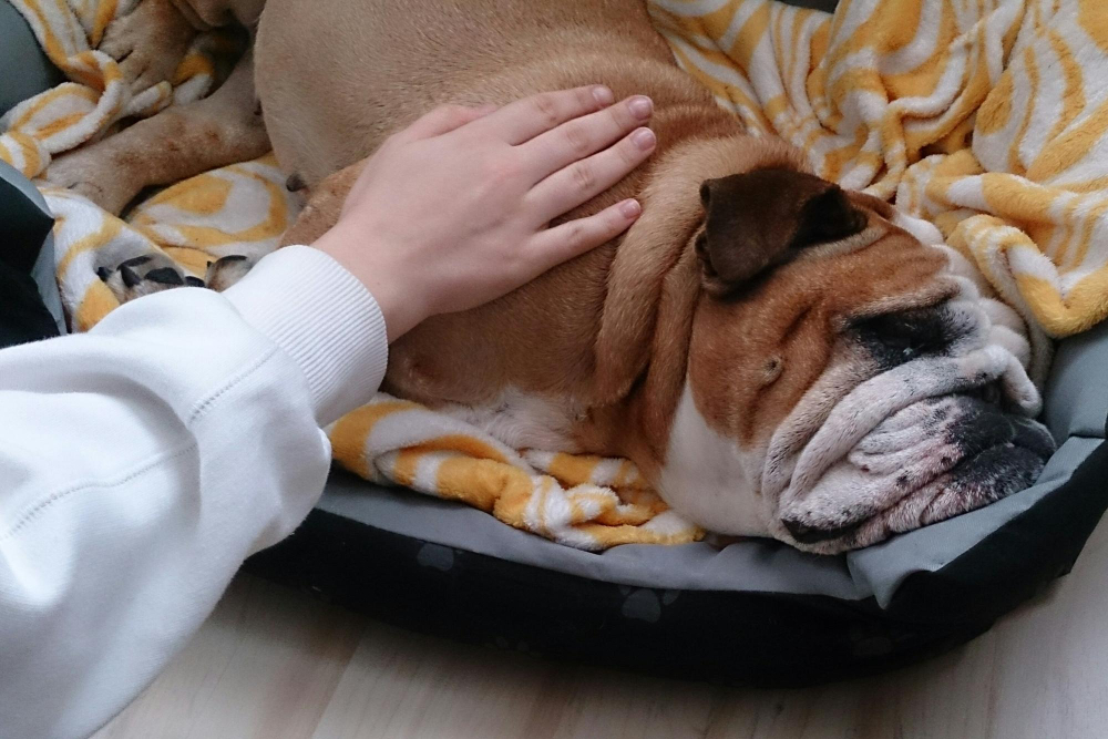 Saying Goodbye in the Comfort of Home