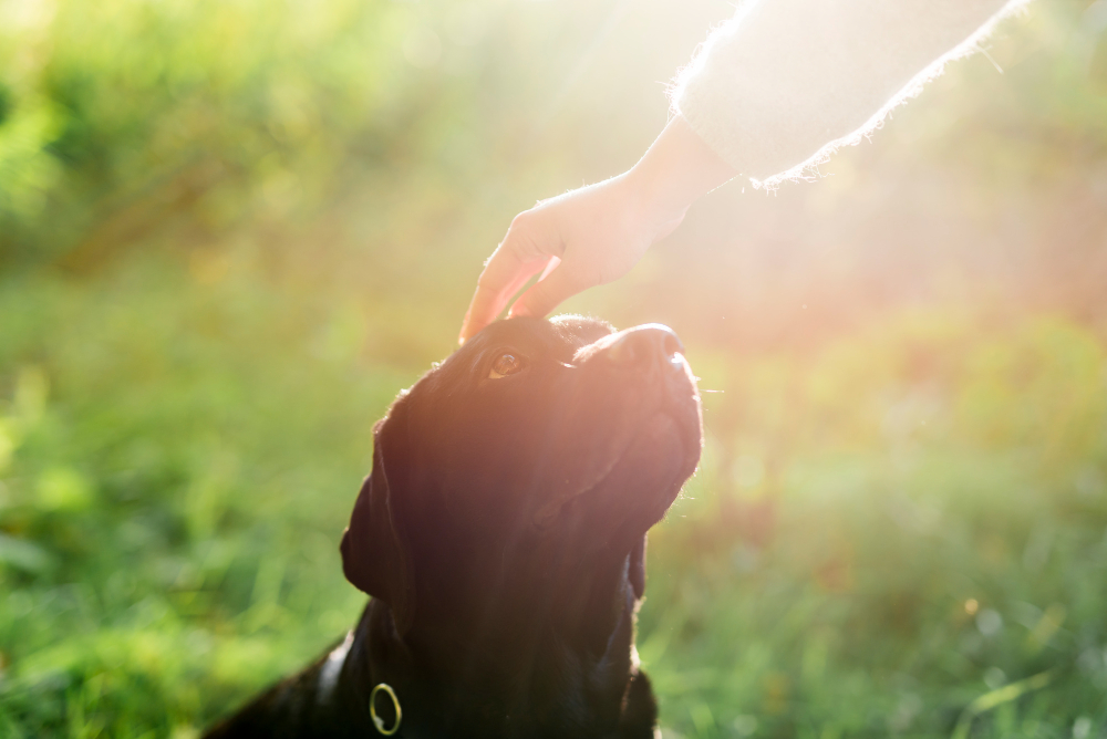 Creating a Peaceful Space for Your Pet's Farewell