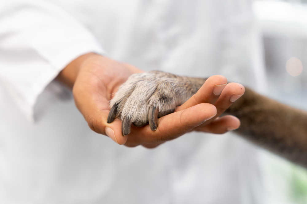 In-Home Euthanasia vs Clinic Euthanasia: What Pet Owners Should Know