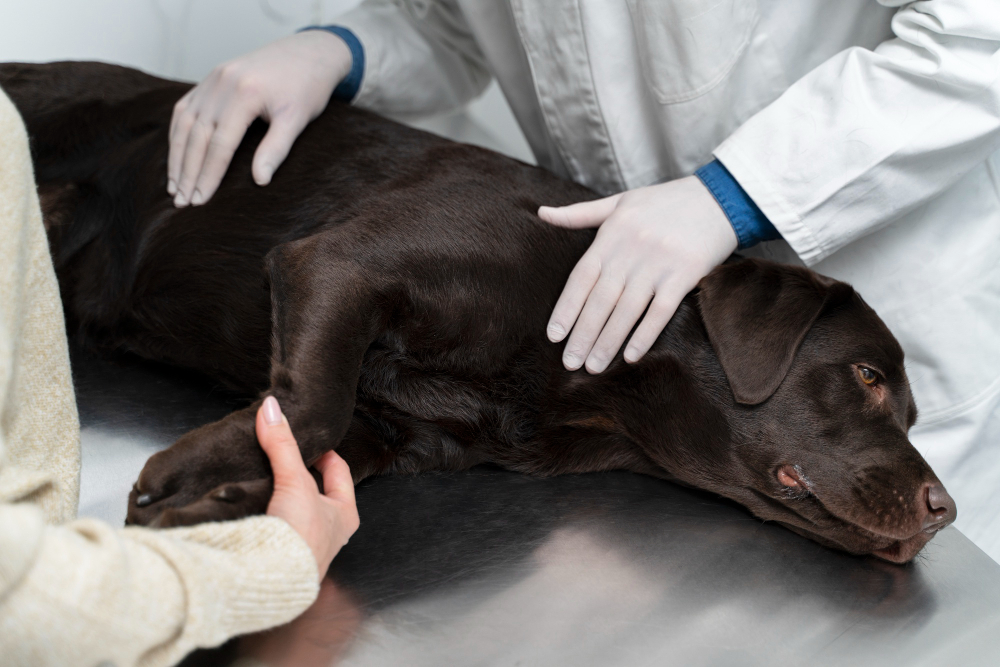 How to Know When It’s Time for Euthanasia