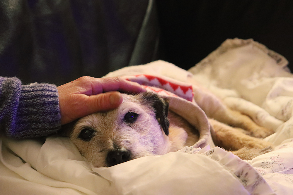 Pet Euthanasia At Home: Is It The Right Choice