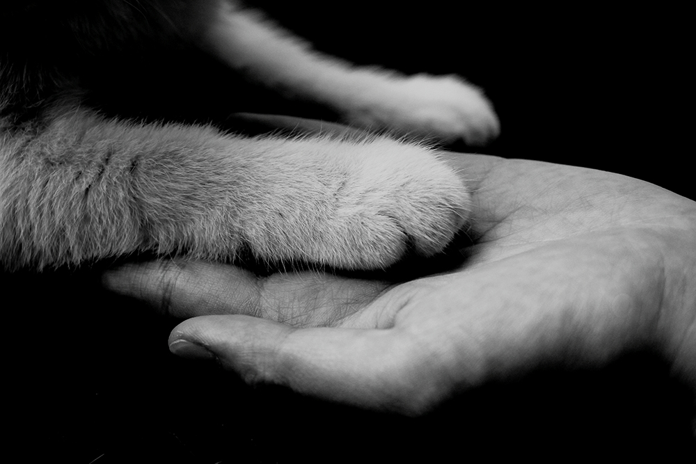 The Compassionate Choice: In-Home Euthanasia for Your Beloved Pet