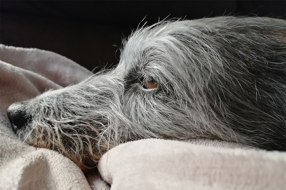 The Heartache of Euthanasia and How to Handle It