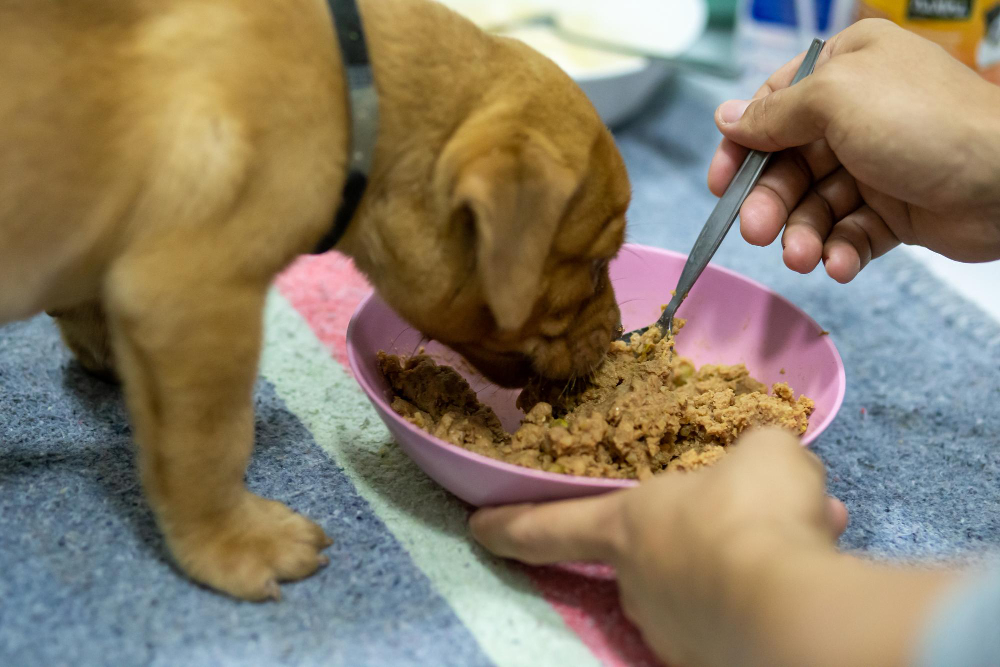 Homemade Dog Food in Reno: A Healthy Guide for Your Pup