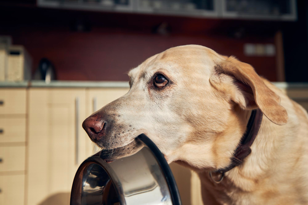 Homemade Senior Dog Food in Reno: A Simple Guide