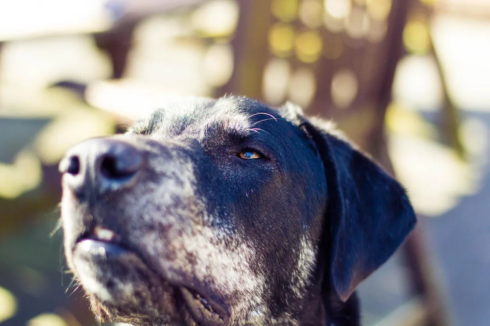 Signs Your Dog Is Dying of Old Age