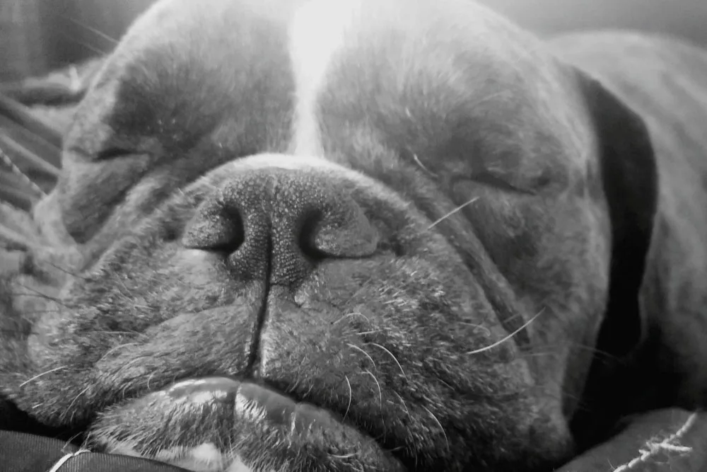 Navigating End-of-Life Decisions with Rover Veterinary Care