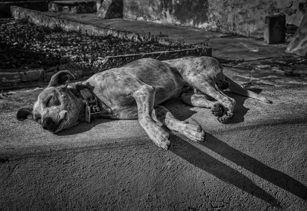 Understanding Paralysis in Dogs and Cats